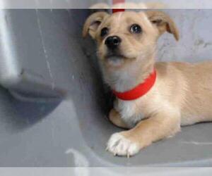 Doxle Dogs for adoption in San Bernardino, CA, USA