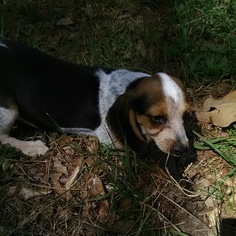 Beagle Dogs for adoption in Commerce, GA, USA