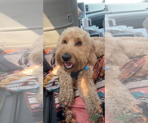 Labradoodle Dogs for adoption in Harrison, AR, USA