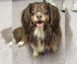 Cocker Spaniel-Spaniel Mix Dogs for adoption in Greenbelt, MD, USA