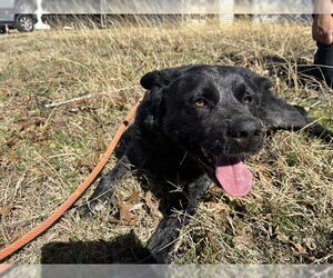 Mutt Dogs for adoption in Grand Prairie, TX, USA