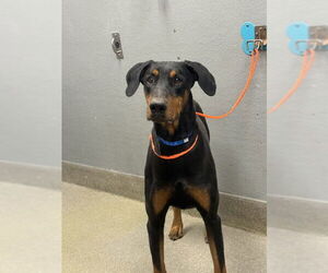 Doberman Pinscher-Unknown Mix Dogs for adoption in Las Vegas, NV, USA