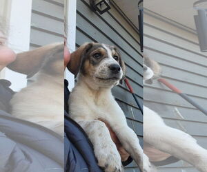 Great Pyrenees Dogs for adoption in Wheaton, IL, USA