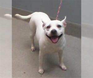 American Pit Bull Terrier-Unknown Mix Dogs for adoption in Las Vegas, NV, USA