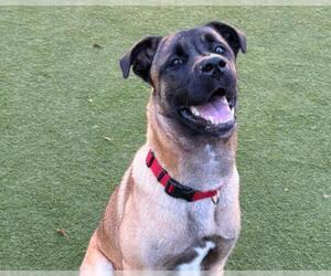 German Shepherd Dog-Unknown Mix Dogs for adoption in Martinez, CA, USA