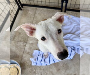 Greyhound Dogs for adoption in Boca Raton, FL, USA