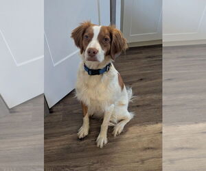 Brittany Dogs for adoption in Curwensville, PA, USA
