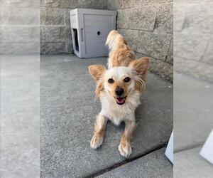 Chihuahua Dogs for adoption in Fremont, CA, USA