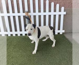 American Pit Bull Terrier Dogs for adoption in Modesto, CA, USA