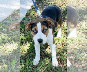 Huskies -Unknown Mix Dogs for adoption in Royal Palm Beach, FL, USA