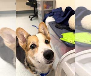 Medium Photo #1 Pembroke Welsh Corgi Puppy For Sale in Boston, MA, USA