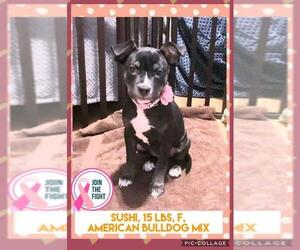 American Bulldog-Unknown Mix Dogs for adoption in Miami, FL, USA