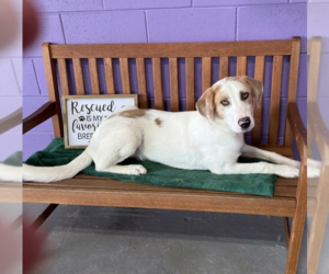Labrador Retriever-Unknown Mix Dogs for adoption in Genesee, WI, USA