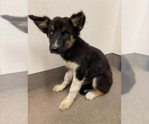 German Shepherd Dog Dogs for adoption in HESPERIA, CA, USA