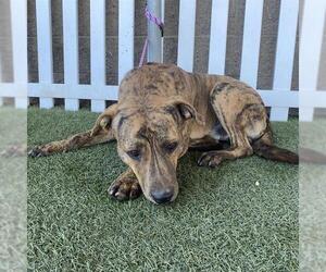 American Pit Bull Terrier-Unknown Mix Dogs for adoption in Modesto, CA, USA