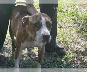 American Pit Bull Terrier Dogs for adoption in Ocala, FL, USA