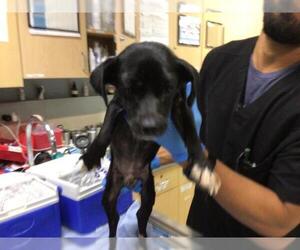 Chihuahua-Unknown Mix Dogs for adoption in Riverside, CA, USA