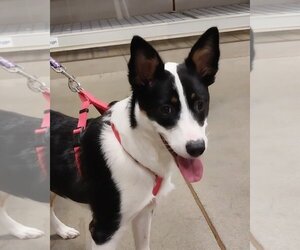 Border Collie-Unknown Mix Dogs for adoption in Aurora, IN, USA