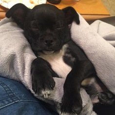 Boston Huahua Dogs for adoption in Plano, TX, USA
