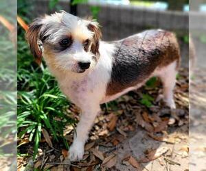 Shih-Poo Dogs for adoption in Marrero, LA, USA