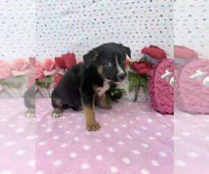 Australian Shepherd-German Shepherd Dog Mix Dogs for adoption in Lakewood, CO, USA