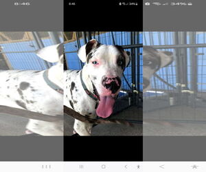 Great Dane Dogs for adoption in Palm Beach, FL, USA