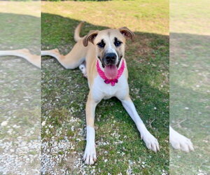 Labrador Retriever-Unknown Mix Dogs for adoption in McKinney, TX, USA