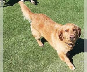 Basset Retriever Dogs for adoption in Carrollton, TX, USA