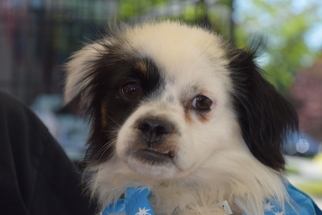 Shih Tzu-Unknown Mix Dogs for adoption in Seattle, WA, USA