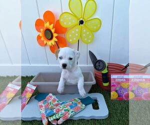 American Pit Bull Terrier-Unknown Mix Dogs for adoption in New London, WI, USA