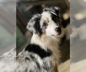 Australian Shepherd Dogs for adoption in Pacolet, SC, USA