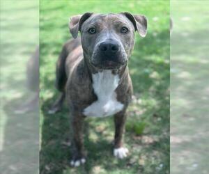 American Pit Bull Terrier-Unknown Mix Dogs for adoption in Texas City, TX, USA