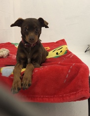 Miniature Pinscher Dogs for adoption in Stroudsburg, PA, USA