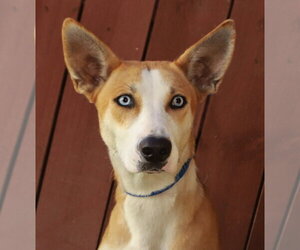Basenji-Siberian Husky Mix Dogs for adoption in Oakland Park, FL, USA