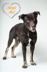 Labrador Retriever-Unknown Mix Dogs for adoption in Warrenton, VA, USA