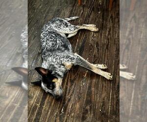 Mutt Dogs for adoption in San Antonio, TX, USA