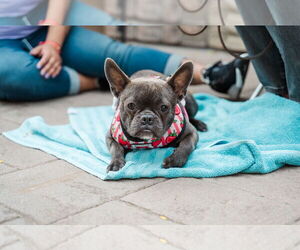 French Bulldog Dogs for adoption in St. Louis Park, MN, USA
