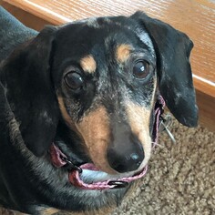 Dachshund Dogs for adoption in Negaunee, MI, USA