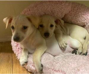 Chiweenie Dogs for adoption in Dana Point, CA, USA