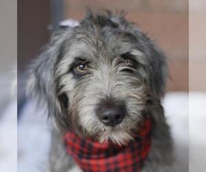 Poodle (Standard)-Unknown Mix Dogs for adoption in San Antonio, TX, USA