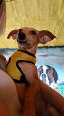 Medium Photo #1 Dachshund-Unknown Mix Puppy For Sale in Aurora, CO, USA