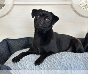 Pug-Unknown Mix Dogs for adoption in Davis, CA, USA