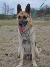 German Shepherd Dog Dogs for adoption in Forrest City, AR, USA