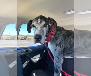 Great Dane Dogs for adoption in Bullard, TX, USA