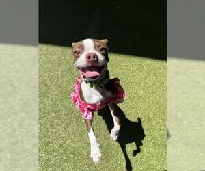 Boston Terrier Dogs for adoption in San Martin, CA, USA