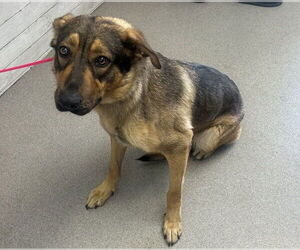 German Shepherd Dog-Unknown Mix Dogs for adoption in San Bernardino, CA, USA