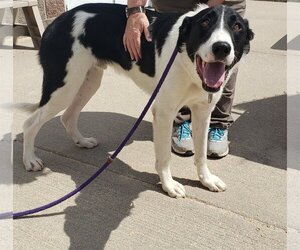 Border Collie-Great Pyrenees Mix Dogs for adoption in PEYTON, CO, USA