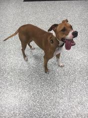 Boxer-Unknown Mix Dogs for adoption in Carroll, IA, USA