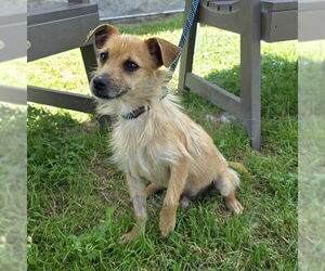 Mutt Dogs for adoption in Long Beach, CA, USA