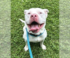 Mutt Dogs for adoption in Sacramento, CA, USA